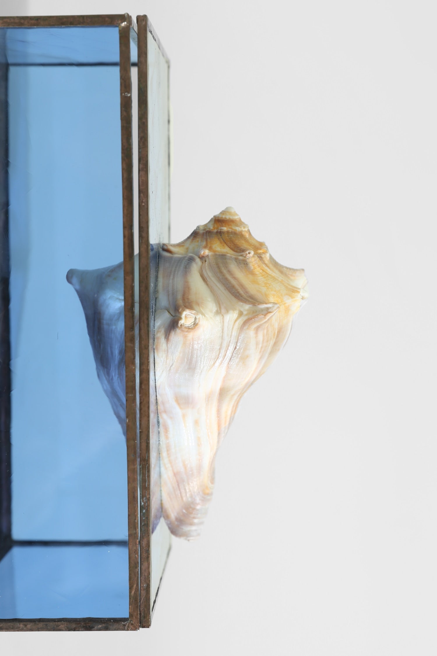 Shell Glass Jewelry Box — top view showing shell detail and glass sides