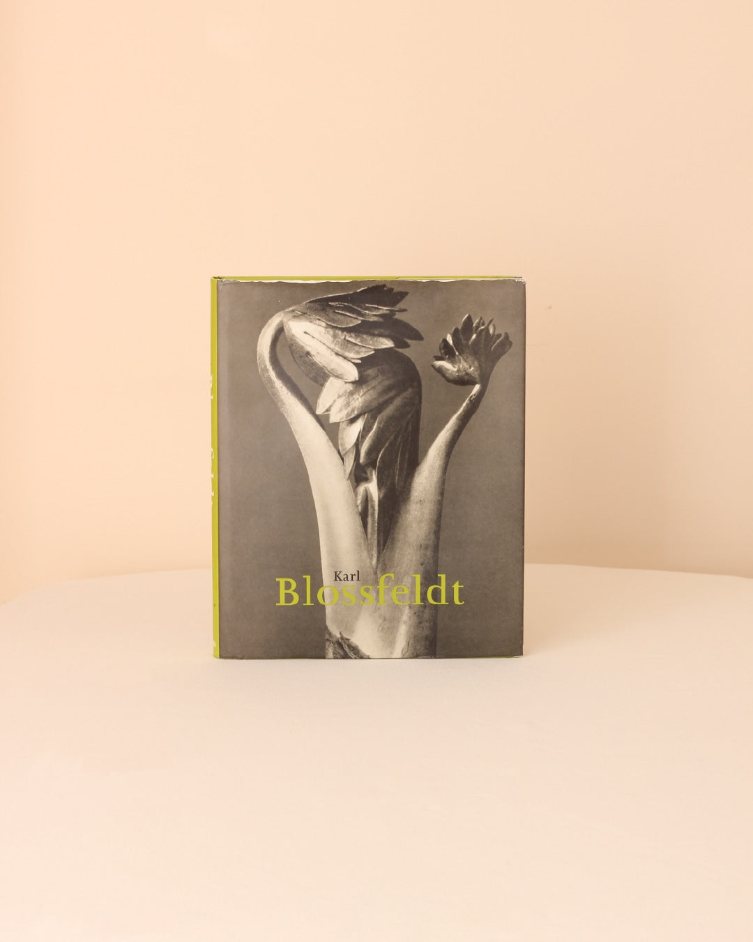 Karl Blossfeldt — in context