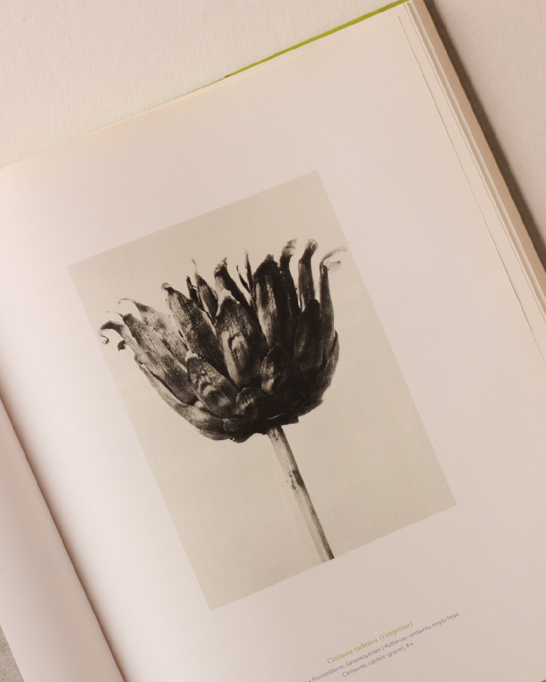 Karl Blossfeldt — side angle