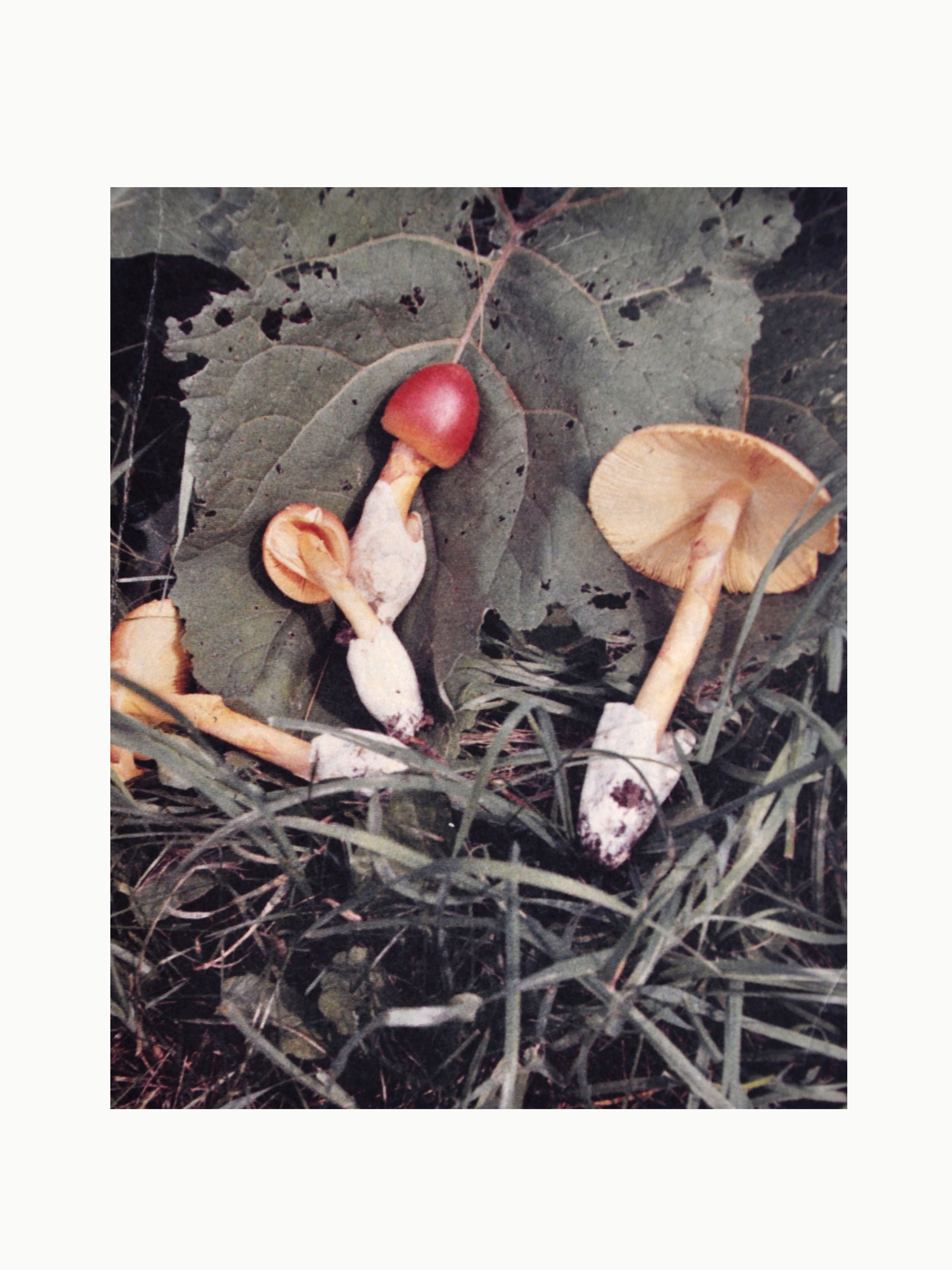 A selection of colorful and textured mushrooms